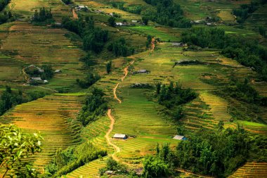Pirinç teras Sapa Vietnam ile dağ manzarası.