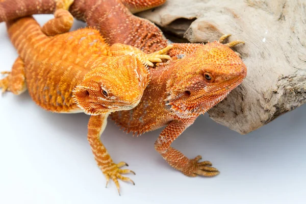 Baby Bearded Dragon exotic animal.