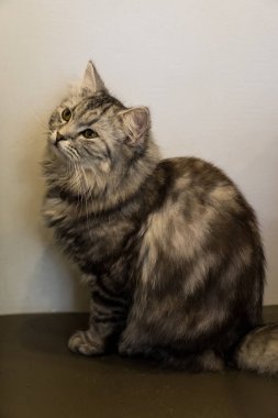 Kedi yerde oturuyor..