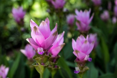 Yağışlı sezon Siam Tulip çiçek açan.