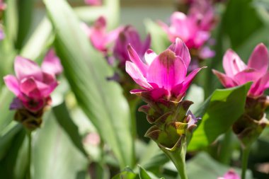 Yağışlı sezon Siam Tulip çiçek açan.