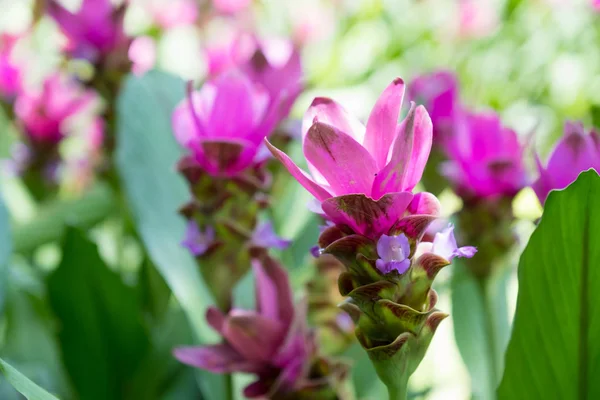 Siam Tulip Está Floreciendo Temporada Lluvias — Foto de Stock