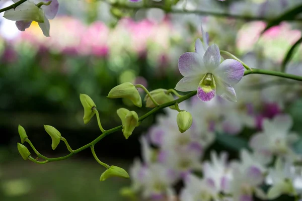 Beautiful Orchid Dendrobium Pompadour Southeast Asia — Stock Photo, Image