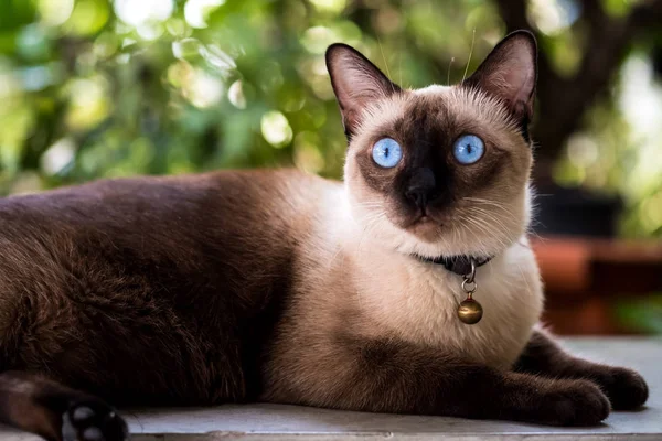 Belo Gato Siamês Com Olhos Azuis — Fotografia de Stock