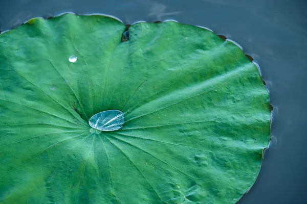 Drop Water Lotus Leaf — Stock Photo, Image