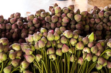 Lotus çiçeği demet.