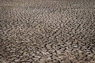 Kuru ve kırık topraklarında yaz aylarında Güney Doğu Asya.