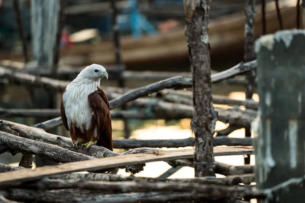 Fiatal Tövisszúró Rétisas Vagy Brahminy Kite — Stock Fotó