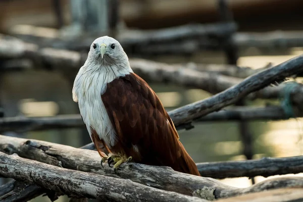 Fiatal Tövisszúró Rétisas Vagy Brahminy Kite — Stock Fotó