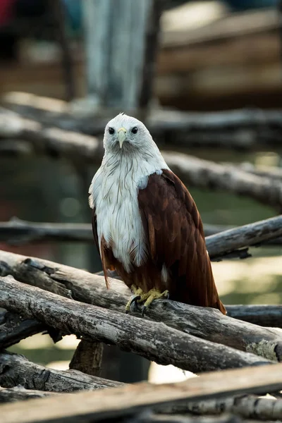 Fiatal Tövisszúró Rétisas Vagy Brahminy Kite — Stock Fotó