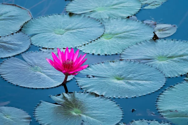 Fleur Lotus Rose Fleurissant Dans Étang — Photo