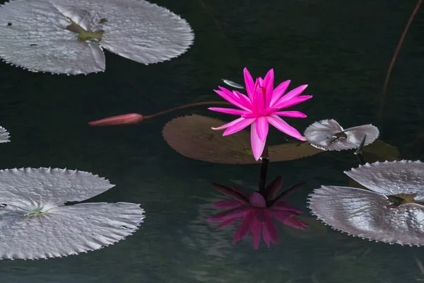 Rosa Lotusblume Blüht Und Reflektiert Teich — Stockfoto