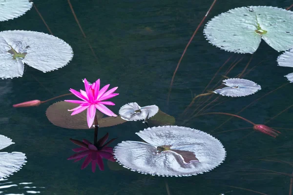 Rosa Lotusblume Blüht Und Reflektiert Teich — Stockfoto