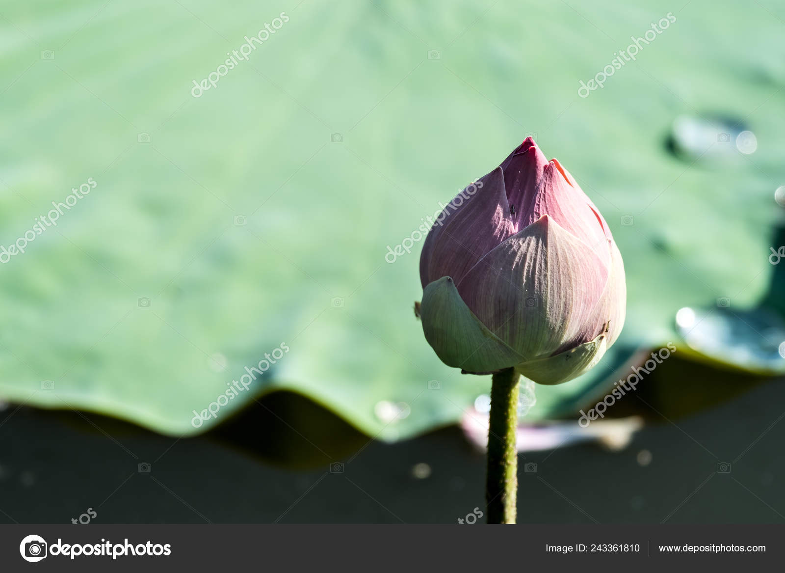 沼の蓮の花つぼみ ストック写真 C Voraorn 沼の蓮の花つぼみ ストック写真 C Voraorn