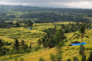 Jatiluwih pirinç Teras Bedugul, Bali, Endonezya.