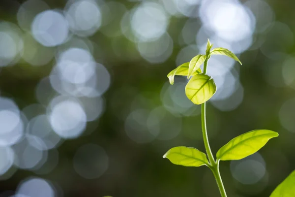 Brote Hoja Sobre Fondo Bokeh Verde — Foto de Stock