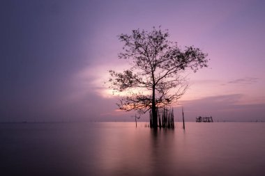 Sabah göl ağaç tribünde.