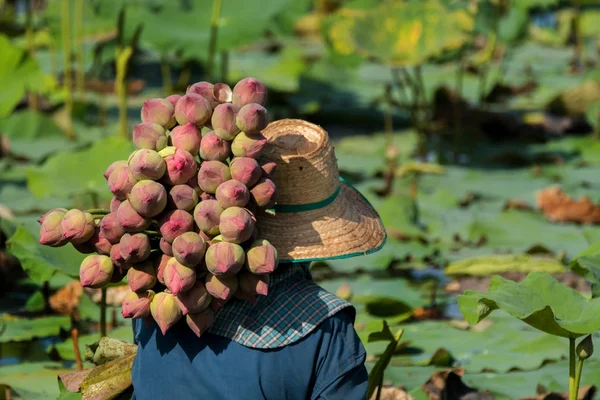 Nakornpratom Thailand June 2017 Farmer Harvesting Lotus Swamp Sale — Stock Photo, Image