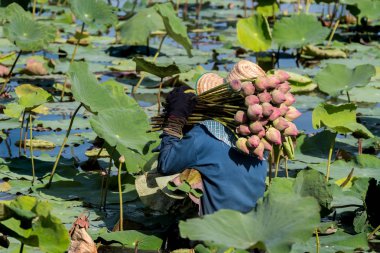 Nakornpratom, Tayland - 17 Haziran 2017: lotus Satılık bataklıkta hasat çiftçi.