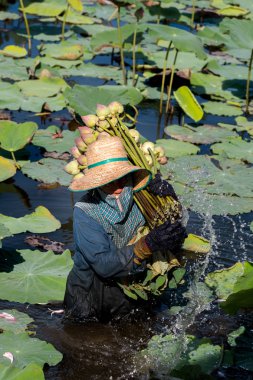 Nakornpratom, Tayland - 17 Haziran 2017: lotus Satılık bataklıkta hasat çiftçi.