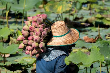 Nakornpratom, Tayland - 17 Haziran 2017: lotus Satılık bataklıkta hasat çiftçi.