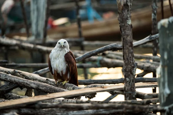 Red-backed sea-eagle