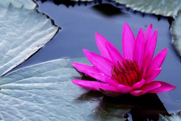 Lotus Flower — Stock Photo, Image