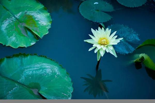 Lotus Flower — Stock Photo, Image