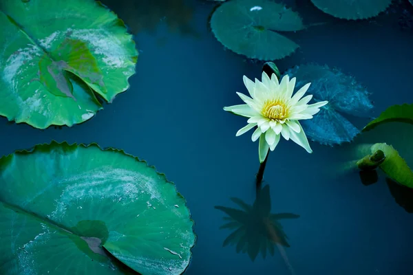 Lotus Flower — Stock Photo, Image