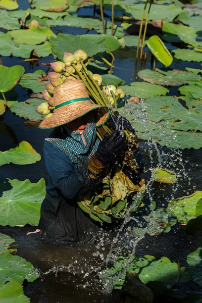 Picking Lotus — Stock Photo, Image