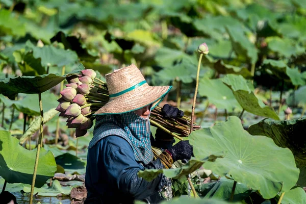 Picking Lotus — Stock Photo, Image