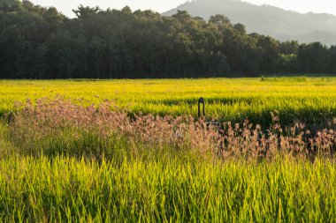 Parmak çim şişmiş