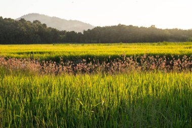 Parmak çim şişmiş