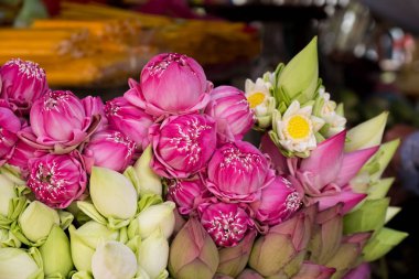 Lotus çiçekleri arka plan