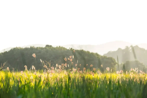 Опухшая трава — стоковое фото
