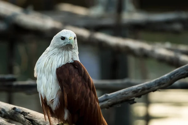 Red-backed sea-eagle — Stock Photo, Image