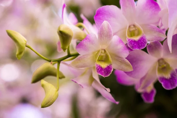 Orquídea Dendrobium pompadour — Foto de Stock