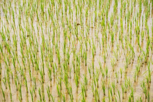 Rice seedlings field — Stock Photo, Image