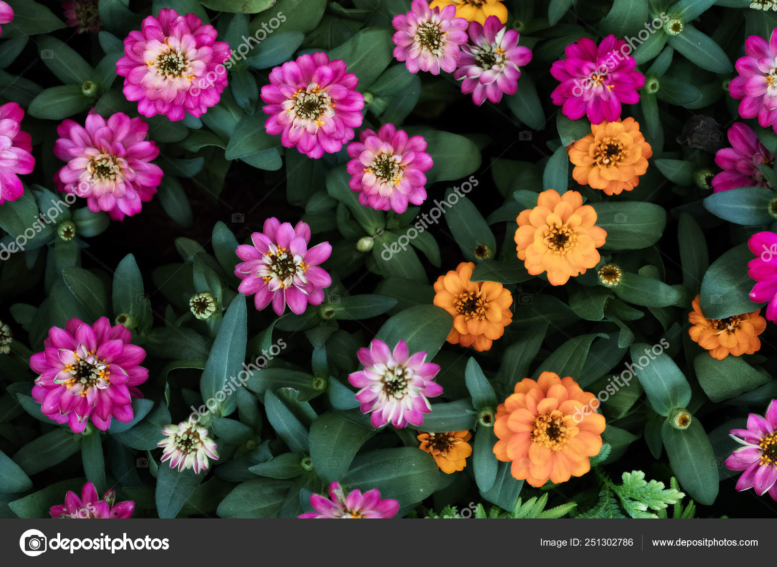 Beautiful Zinnia Flower Stock Photo C Voraorn 251302786