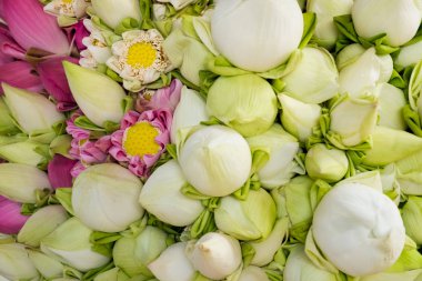 Lotus çiçekleri arka plan