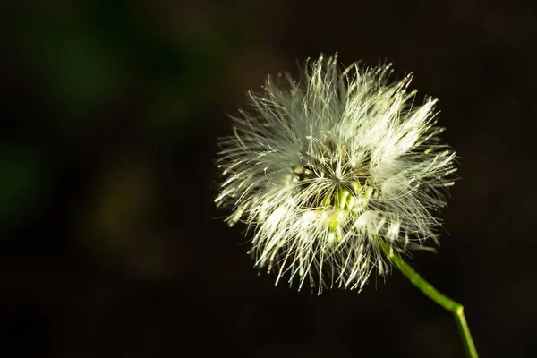 Pequena flor peluda — Fotografia de Stock