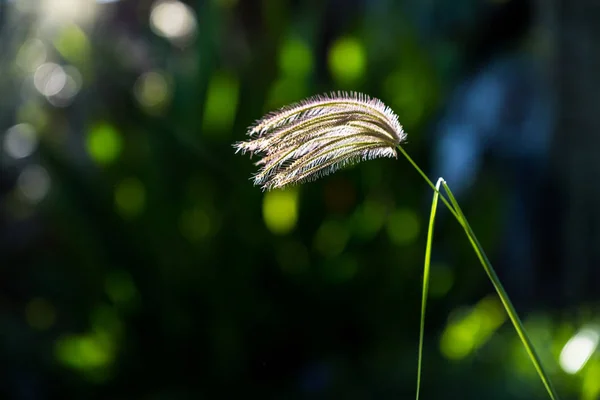 Grama inchada do dedo — Fotografia de Stock