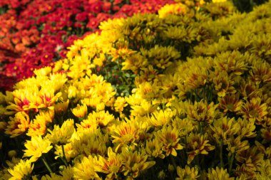 Güzel taze Dendranthemum veya Mu