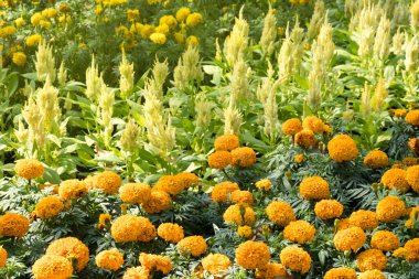 Tropikal bahçede açan sarı kadife çiçeği.