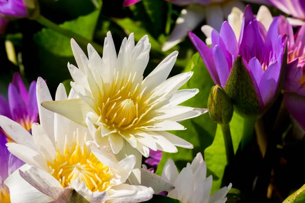 White Lotus Flower Blooming Pond — Stock Photo, Image