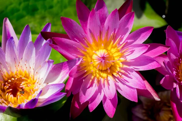 Color Lotus Flower Blooming Pond — Stock Photo, Image