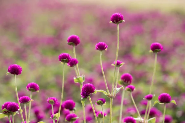 Belo Fresco Globe Amaranth Jardim Tropical — Fotografia de Stock