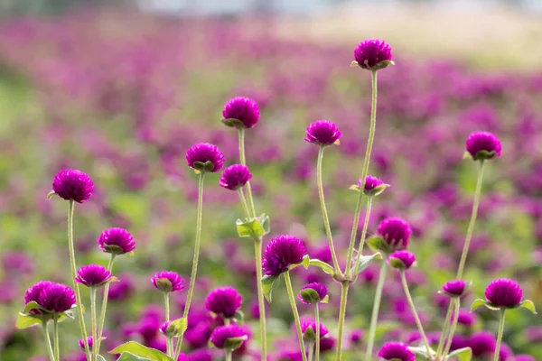 Belo Fresco Globe Amaranth Jardim Tropical — Fotografia de Stock