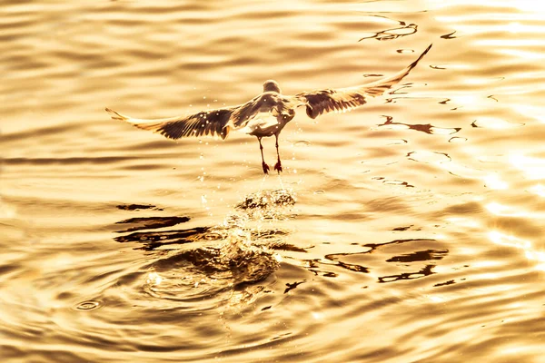 Zeemeeuw Spreidde Vleugels Stijgen Uit Het Water Gouden Licht Van — Stockfoto