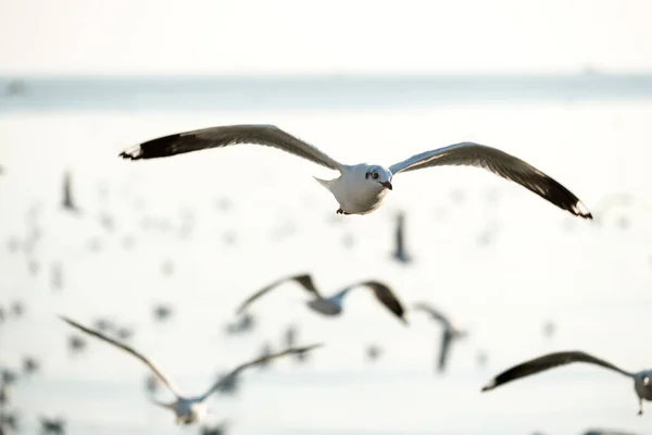 青い空を飛ぶように羽を広げるカモメ — ストック写真